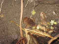 Occidozyga laevis
