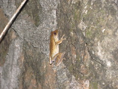 Polypedates leucomystax