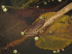 Polypedates leucomystax