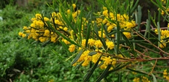 Acacia cupularis