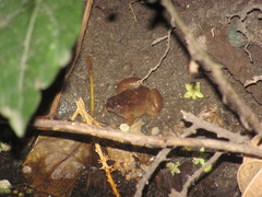 Occidozyga laevis