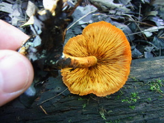 Pholiota subsulphurea
