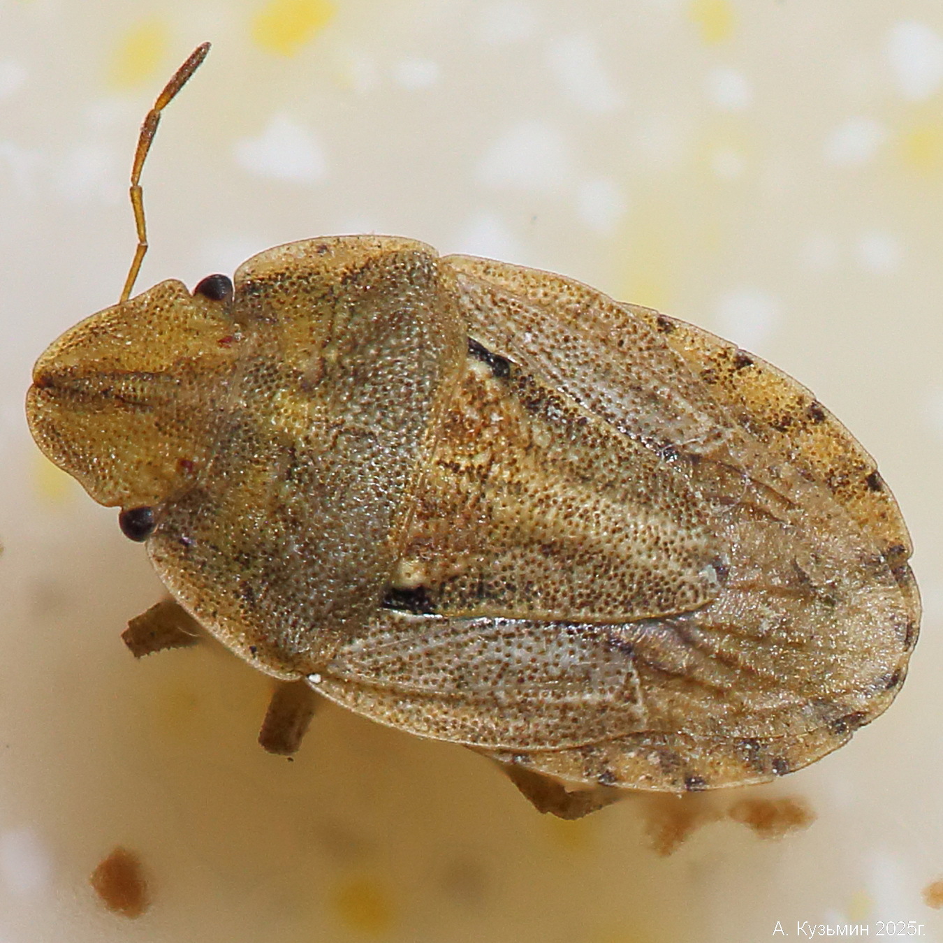 Клоп Sciocoris sulcatus