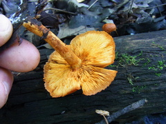 Pholiota subsulphurea