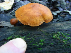 Pholiota subsulphurea
