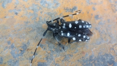 Anoplophora macularia