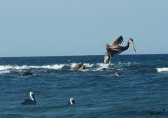 Pelecanus occidentalis