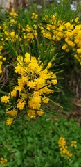 Acacia cupularis