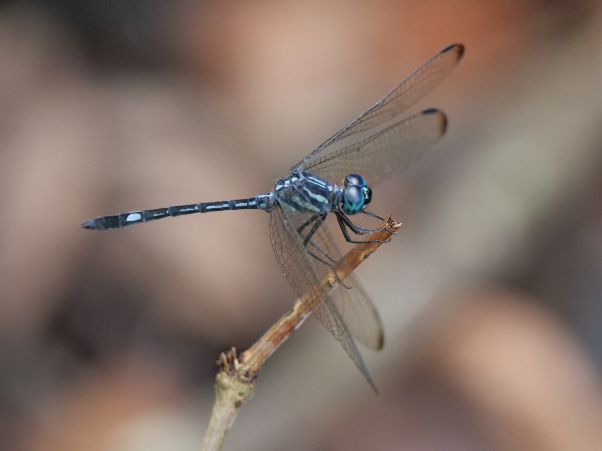 Blue Hawklet