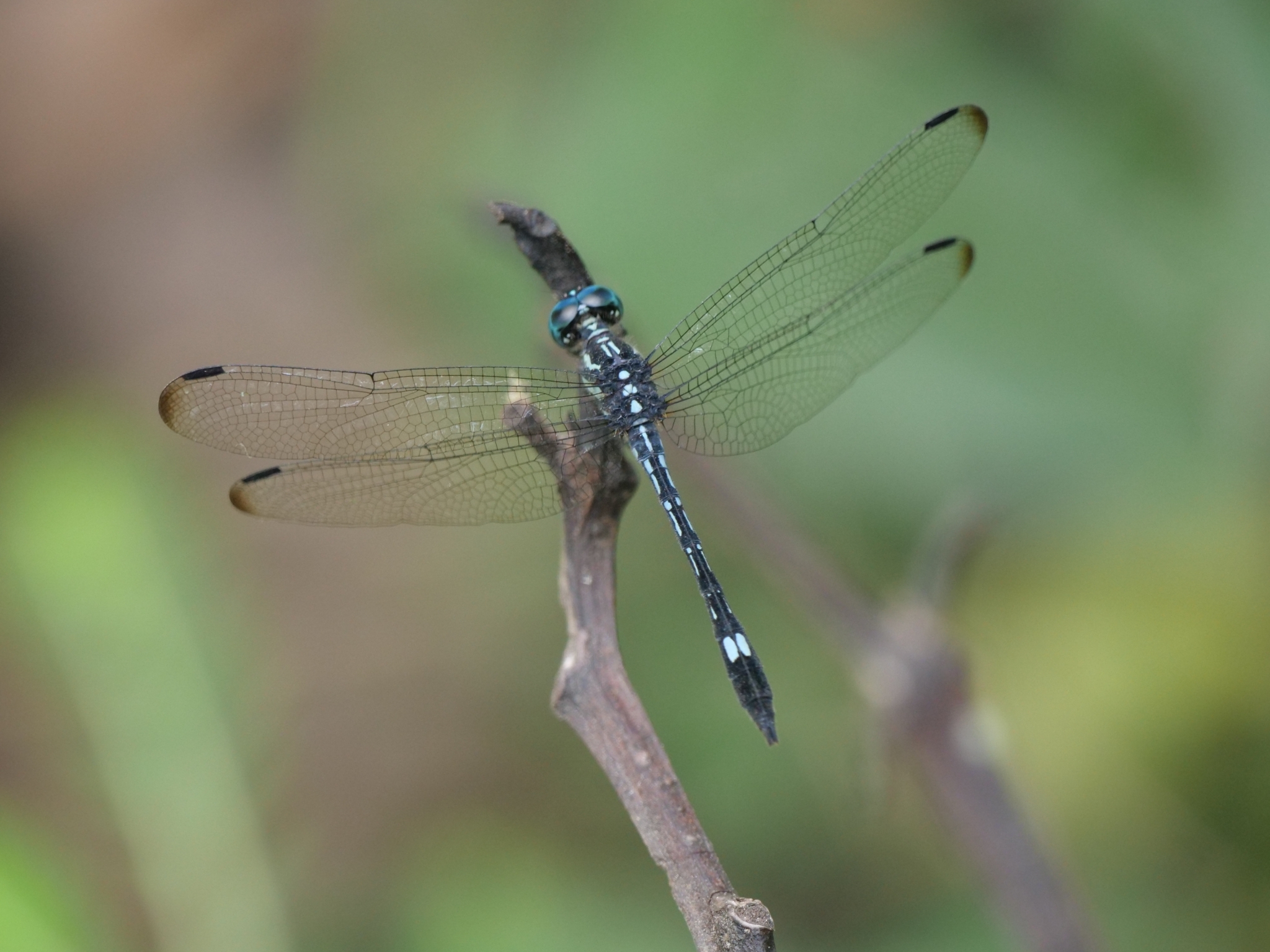Blue Hawklet