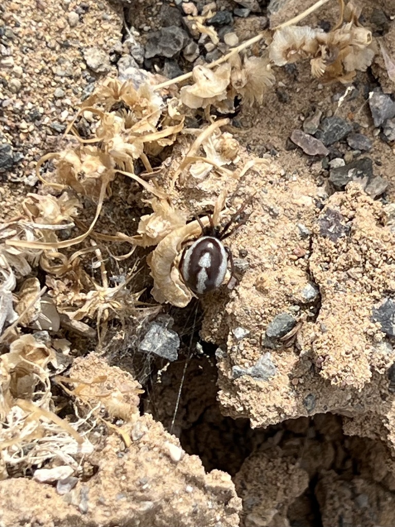 Steatoda ephippiata