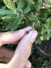 Comarostaphylis diversifolia planifolia