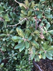 Comarostaphylis diversifolia planifolia