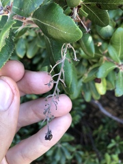 Comarostaphylis diversifolia planifolia