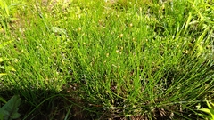 Eleocharis geniculata