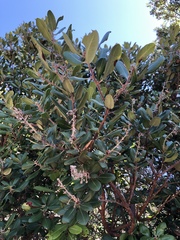 Comarostaphylis diversifolia planifolia