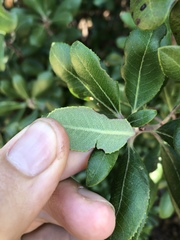 Comarostaphylis diversifolia planifolia