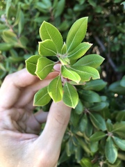 Comarostaphylis diversifolia planifolia
