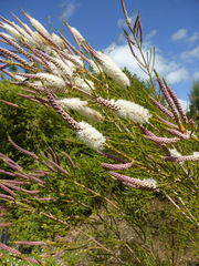 Melaleuca huegelii