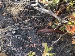 Arctostaphylos refugioensis