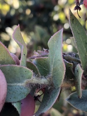 Arctostaphylos refugioensis