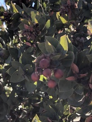 Arctostaphylos refugioensis