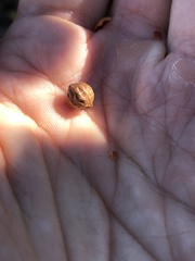 Arctostaphylos refugioensis