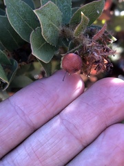 Arctostaphylos refugioensis