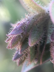 Arctostaphylos refugioensis