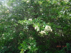 Cordia dentata