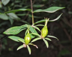 Hypericum oblongifolium