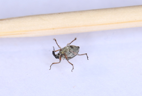 European Water Milfoil Weevil