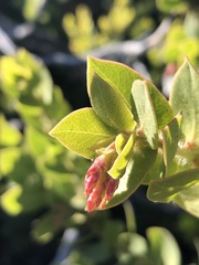 Arctostaphylos refugioensis