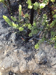 Arctostaphylos refugioensis