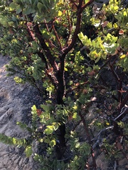 Arctostaphylos refugioensis