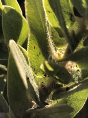Arctostaphylos refugioensis