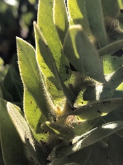 Arctostaphylos refugioensis