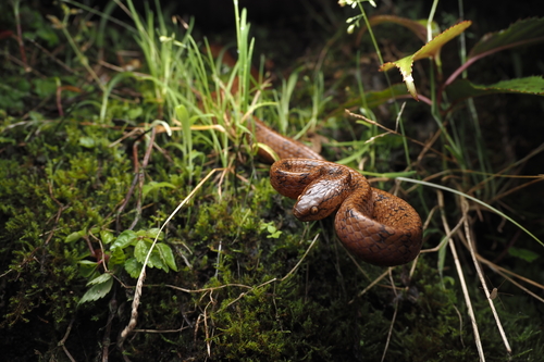 Chinese Slug Snake, Pareas chinensis