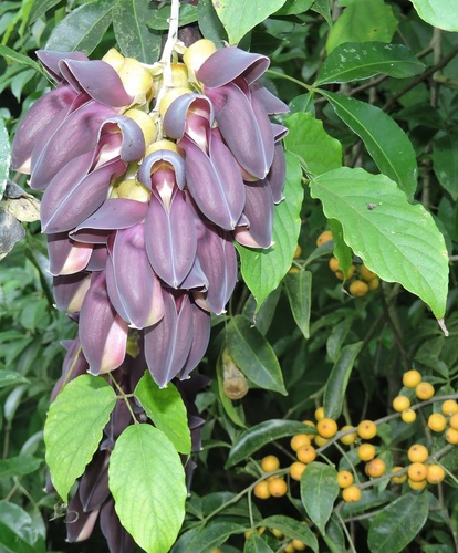 Mucuna nigricans · iNaturalist