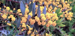 Acacia brachybotrya