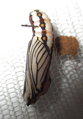Acraea anemosa