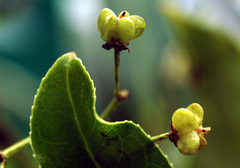 Euonymus pendulus