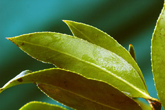 Euonymus pendulus