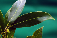 Euonymus pendulus
