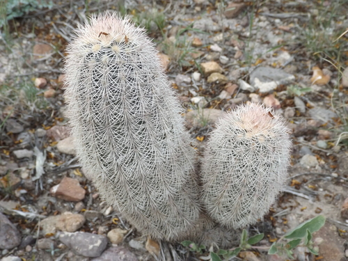 Texas rainbow cactus