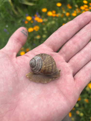 Roman Snail