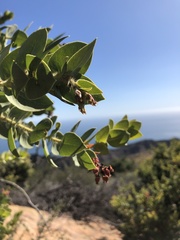 Arctostaphylos refugioensis