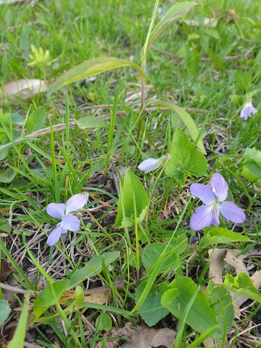 Le Conte's Violet (Viola affinis)