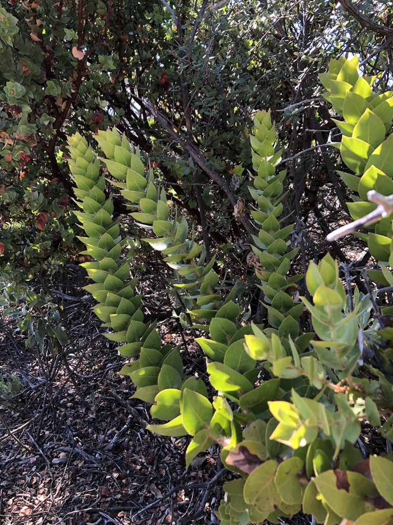 refugio manzanita