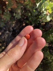 Arctostaphylos refugioensis